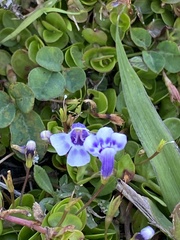 Lindernia grandiflora image