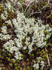 Cladonia caroliniana