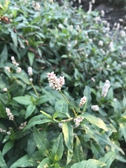 Persicaria maculosa