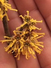 Hamamelis mollis