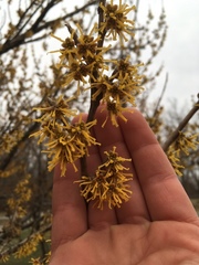 Hamamelis mollis