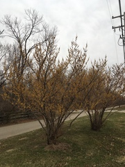 Hamamelis mollis