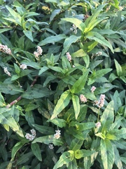 Persicaria maculosa