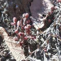 Sedum moranense