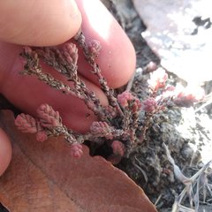Sedum moranense
