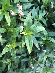 Persicaria maculosa