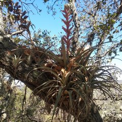 Tillandsia bourgaei