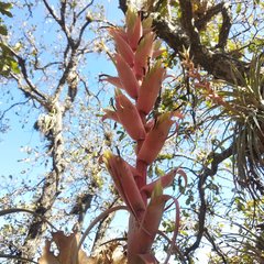 Tillandsia bourgaei