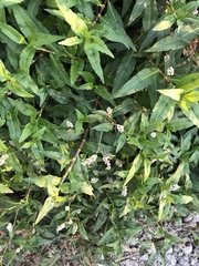 Persicaria maculosa