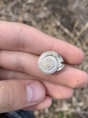 Webbhelix multilineata