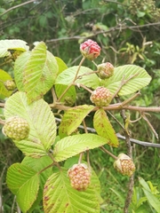 Rubus