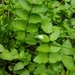 Fool's Watercress - Photo (c) marshy, some rights reserved (CC BY-NC), uploaded by marshy