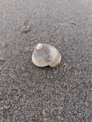 Tegula montereyi