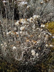 Tetradymia comosa