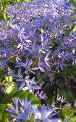 Petrea