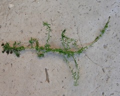 Dischisma ciliatum erinoides