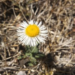 Erigeron
