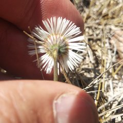 Erigeron