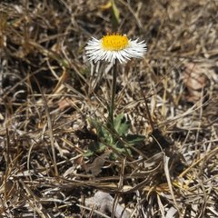 Erigeron