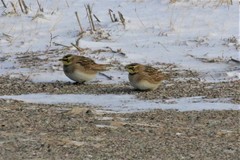 Eremophila alpestris