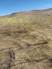 Panicum racemosum