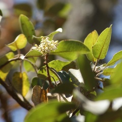 Arbutus xalapensis