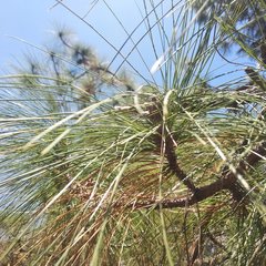 Pinus pseudostrobus apulcensis