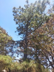 Pinus pseudostrobus apulcensis