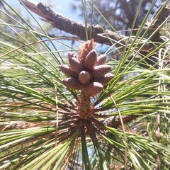 Pinus pseudostrobus apulcensis