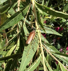 Ochrocydus huttoni