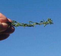 Dischisma ciliatum erinoides