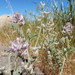 Astragalus andersonii - Photo (c) Matt Lavin, osa oikeuksista pidätetään (CC BY-SA)
