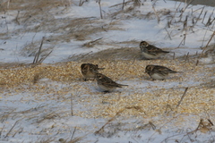 Calcarius lapponicus