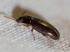 Pharaxonotha kirschii