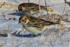 Calcarius lapponicus