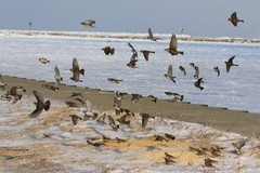 Calcarius lapponicus