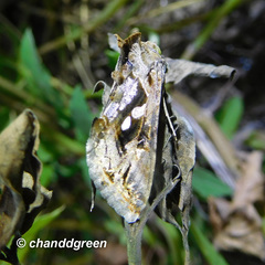 Chrysodeixis eriosoma