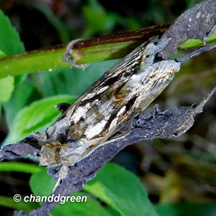 Chrysodeixis eriosoma