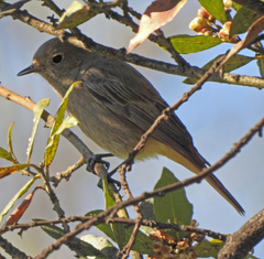 Phoenicurus ochruros