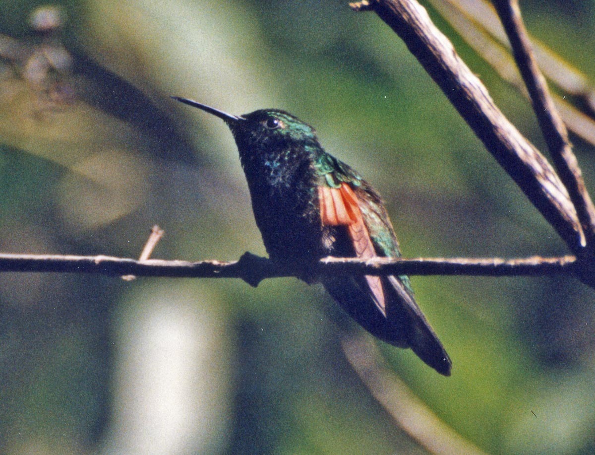 White-tailed Hummingbird illustration