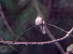 Eupherusa poliocerca