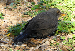 Turdus merula