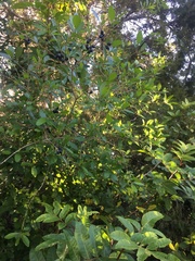 Forestiera segregata