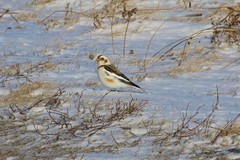 Plectrophenax nivalis