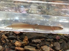 Pseudotriton ruber ruber