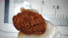 Tubifera applanata
