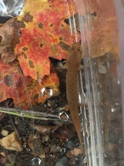 Pseudotriton ruber ruber