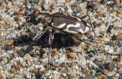 Cicindela bellissima