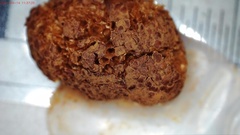 Tubifera applanata