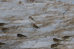 Plectrophenax nivalis